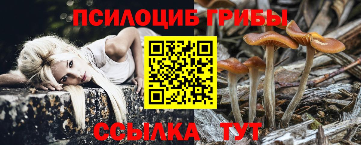 Псилоцибиновые грибы Psilocybine cubensis Заинск
